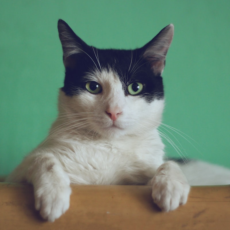 Website voor Dierenartsen & dierenpraktijken